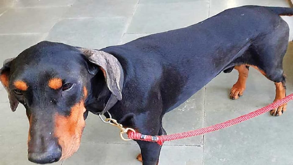 Rpf dog sultan will not be auctioned RPF steps back after objection from animal lovers