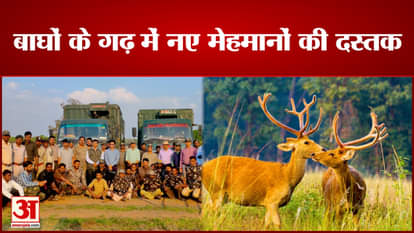 Bandhavgarh Tiger Reserve Barasinga got a grand welcome, will fill the enclosure built in Magadhi zone