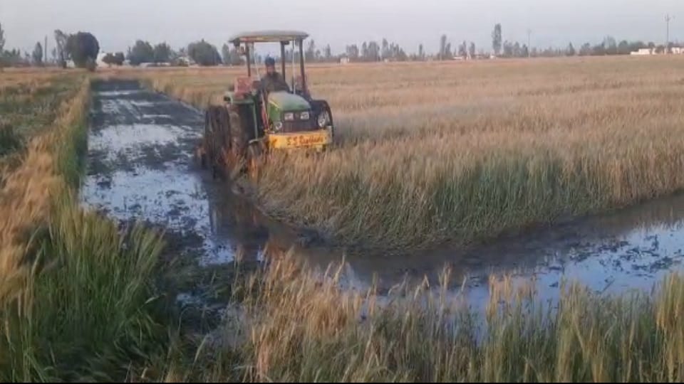 Farmer spilled pain Crop ruined due to rain food giver sad