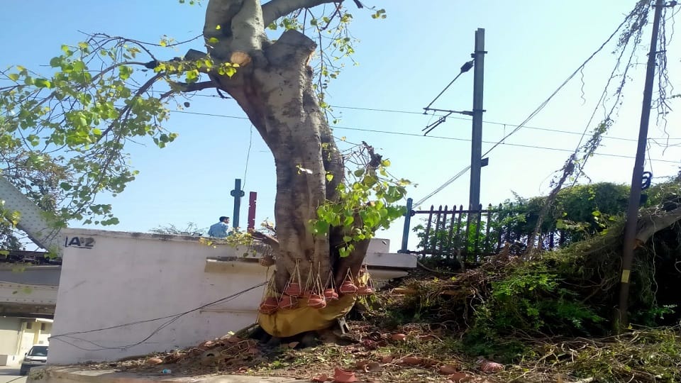 Railway team returned empty-handed Peepal is the abode of ancestors