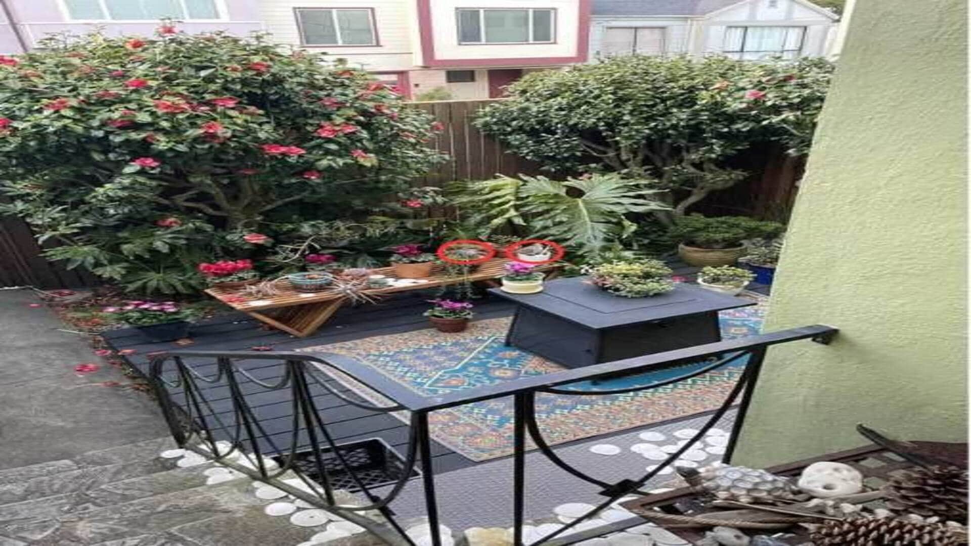Optical Illusion Challenge: Only a Genius Can Find The Doves Hidden In This Garden Within 10 Seconds! Can You?