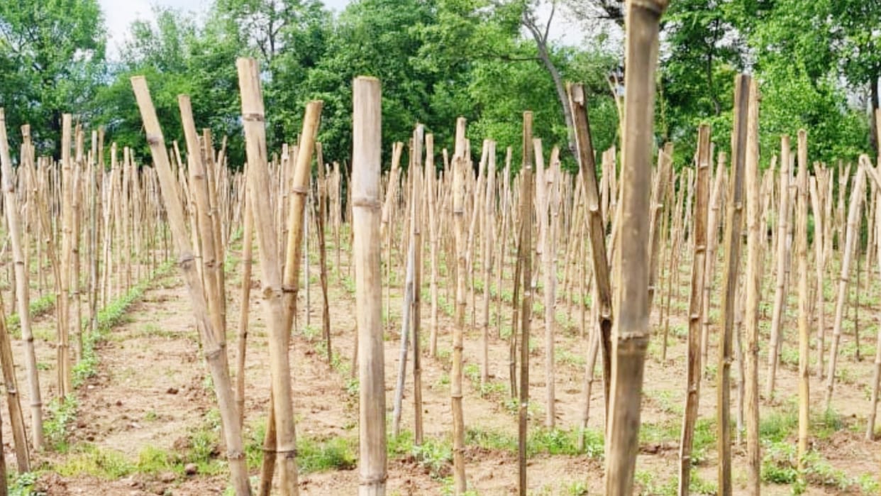 Tomato Cultivation in 1000 hectares land in Balh Mandi Himachal Pradesh