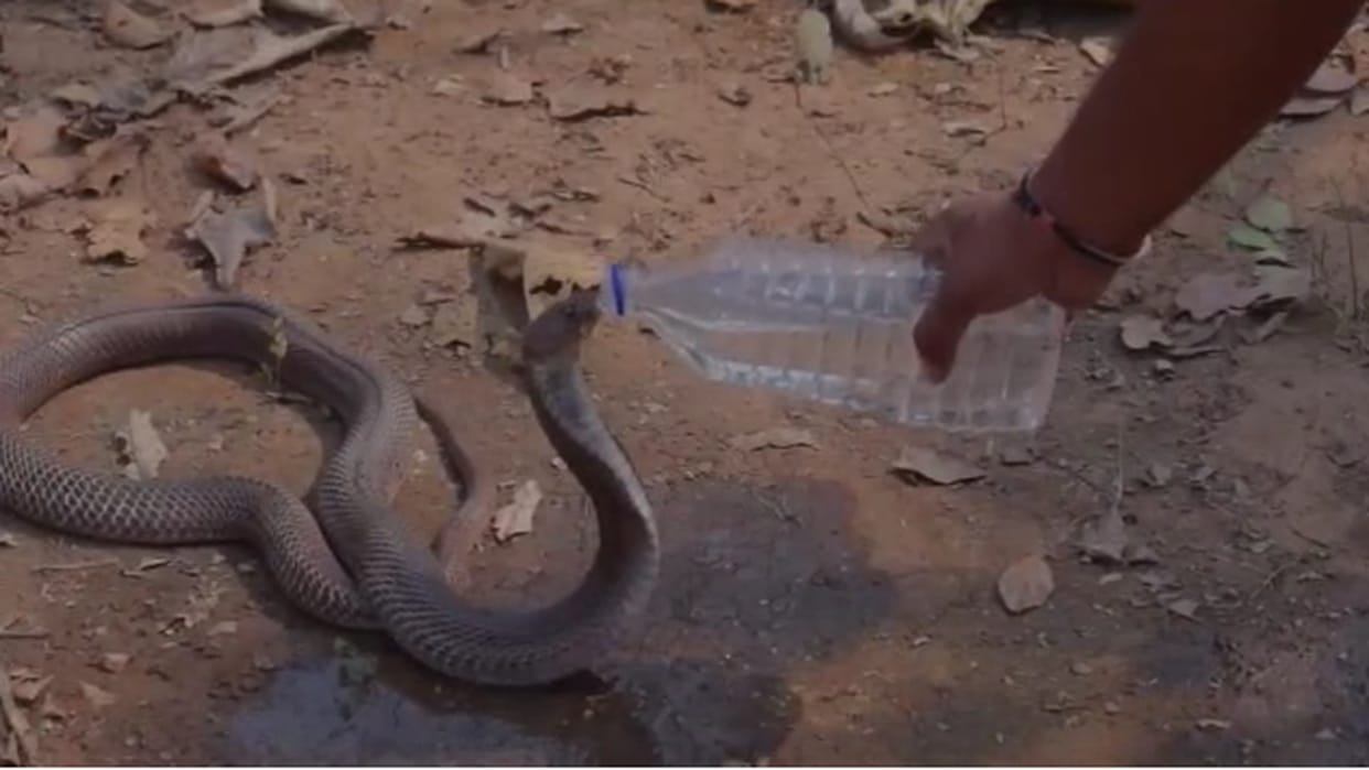 Cobra Snake Drink Water From Bottle In Chhattisgarh Korba Watch Video