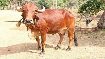 World s first cloned cow of Gir breed Ganga born in NDRI