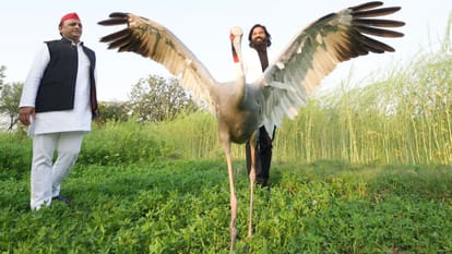 UP Politics: political war over crane, what is legal hurdle between bird and amethi farmer arif friendship