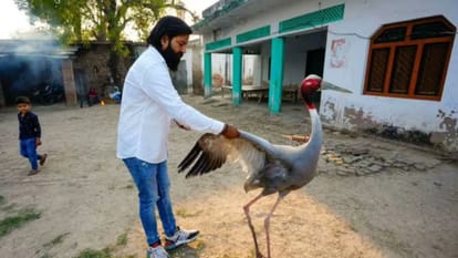 UP Politics: political war over crane, what is legal hurdle between bird and amethi farmer arif friendship
