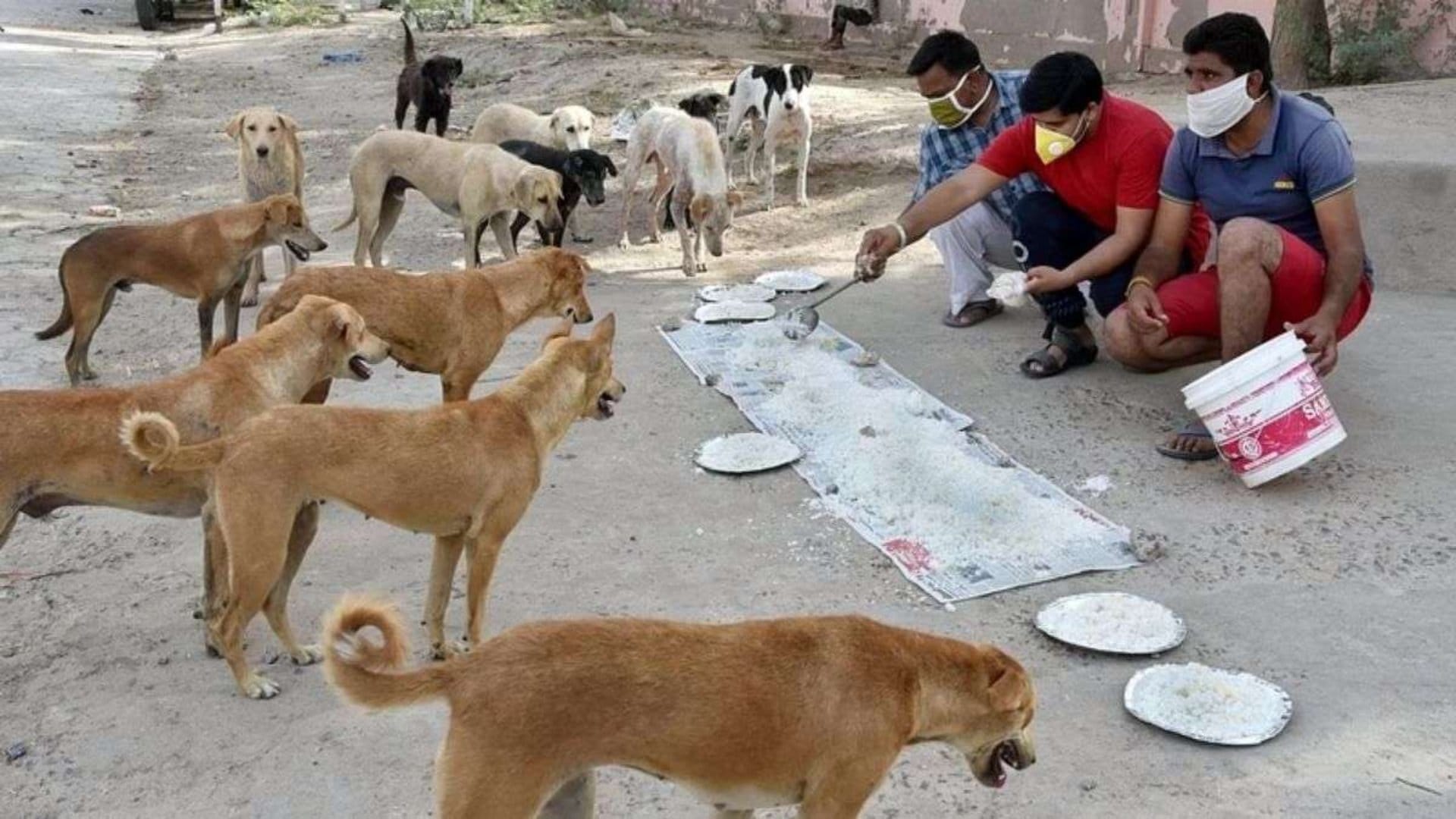 आवारा कुत्तों पर हाईकोर्ट