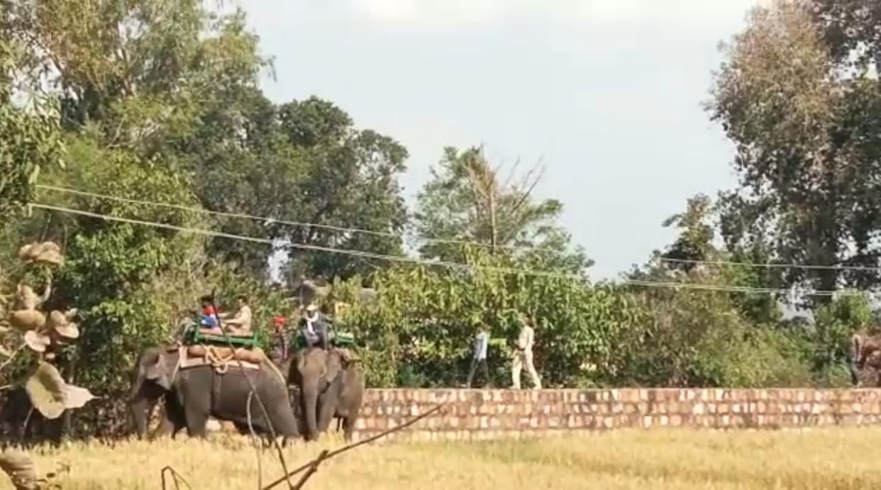 MP News: Tiger came in residential area of Chhatarpur, team of elephants is searching