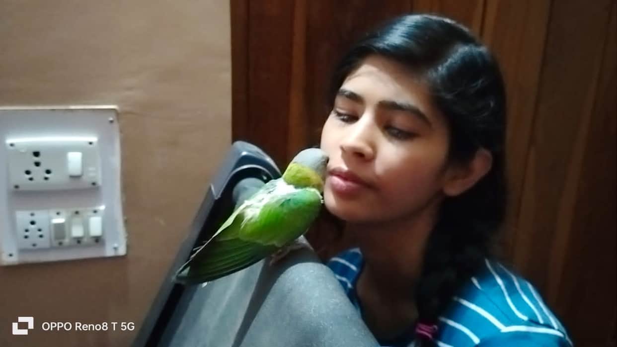 damoh missing parrot betu found out. Rs 1000 reward was declared on informing about it