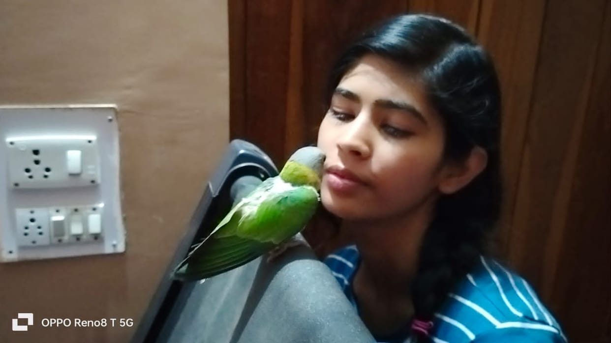 damoh missing parrot betu found out. Rs 1000 reward was declared on informing about it