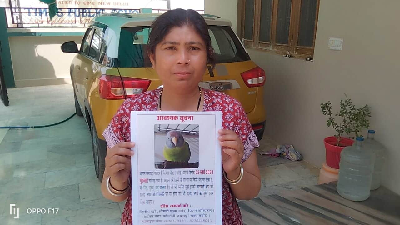 damoh missing parrot betu found out. Rs 1000 reward was declared on informing about it