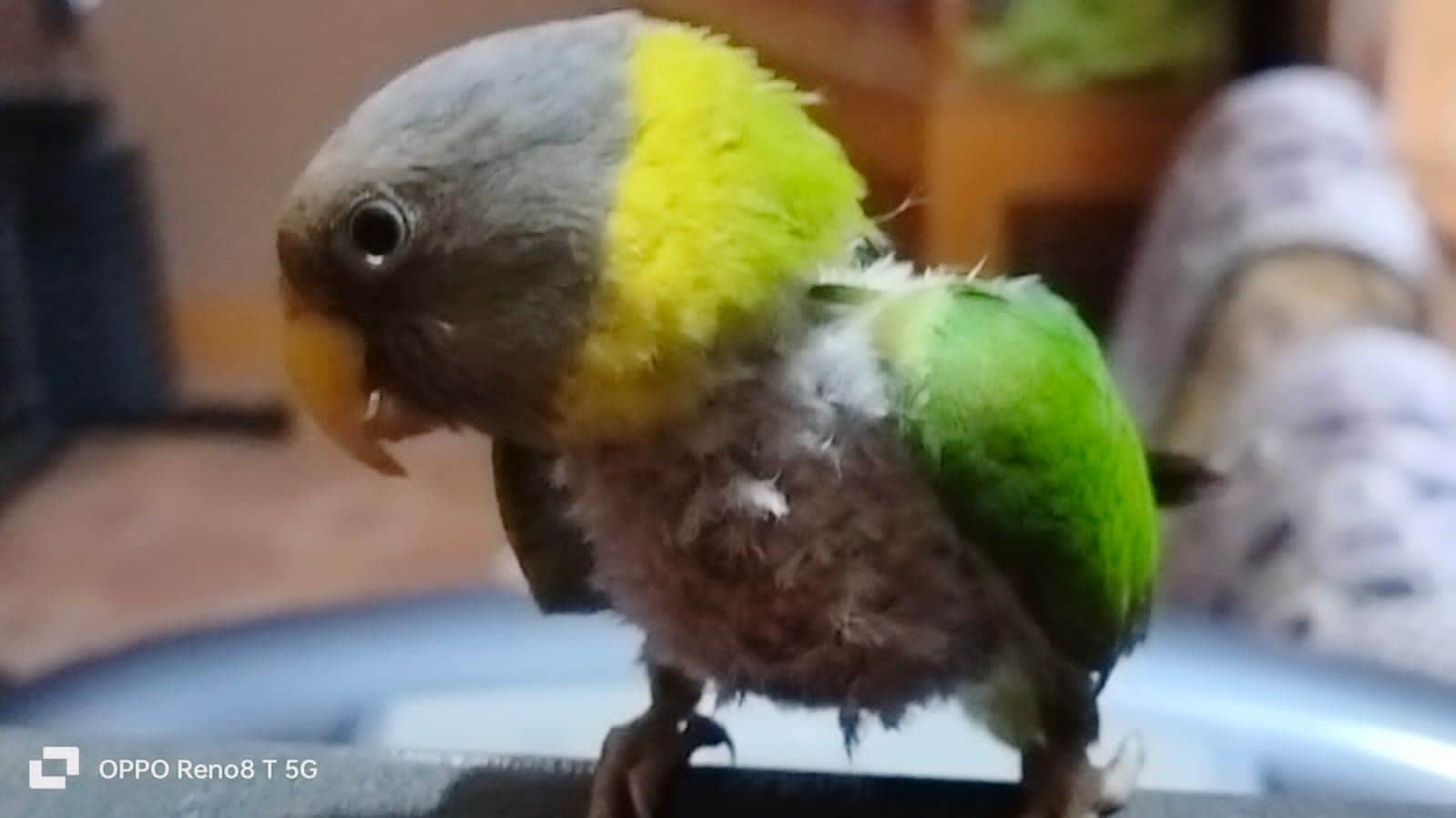 damoh missing parrot betu found out. Rs 1000 reward was declared on informing about it