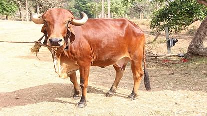 World s first cloned cow of Gir breed Ganga born in NDRI