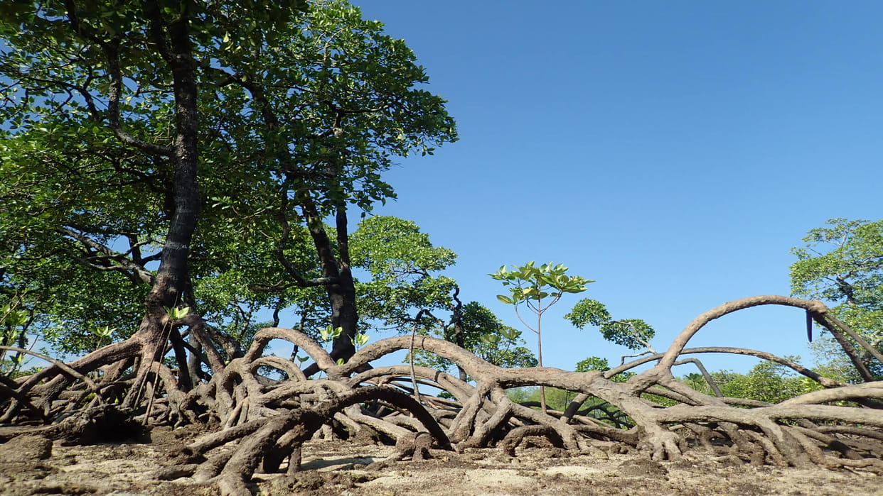 What Is Mangrove: The Importance Of Mangrove In Our Environmental Ecosystem