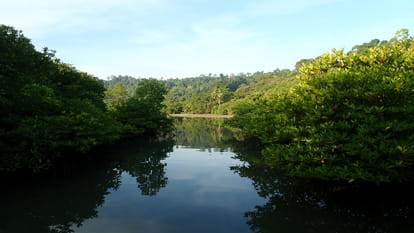 What Is Mangrove: The Importance Of Mangrove In Our Environmental Ecosystem