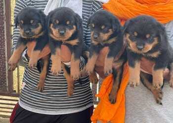 Rajasthan: Dog breeders and pet shop registration compulsary in Rajasthan