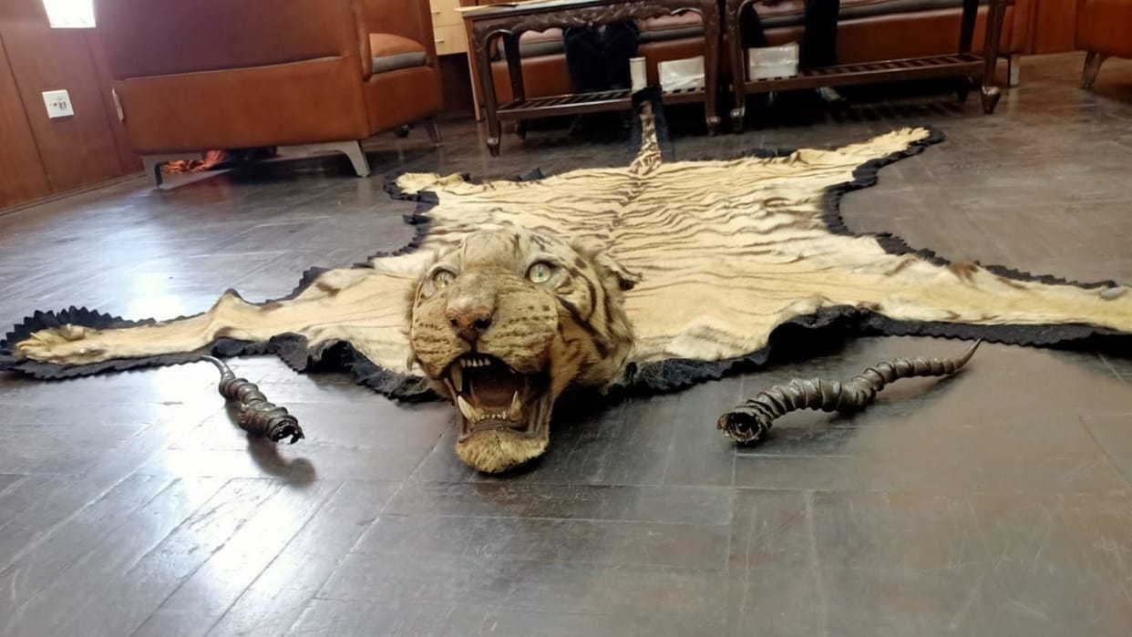 kolkata customs recovered royal bengal tiger skin original teeth black buck antlers near india bangladesh