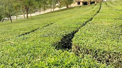 European Union registered Geographical Indication for Kangra tea