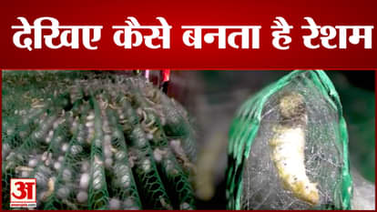 see how silk is made from A silk worm?