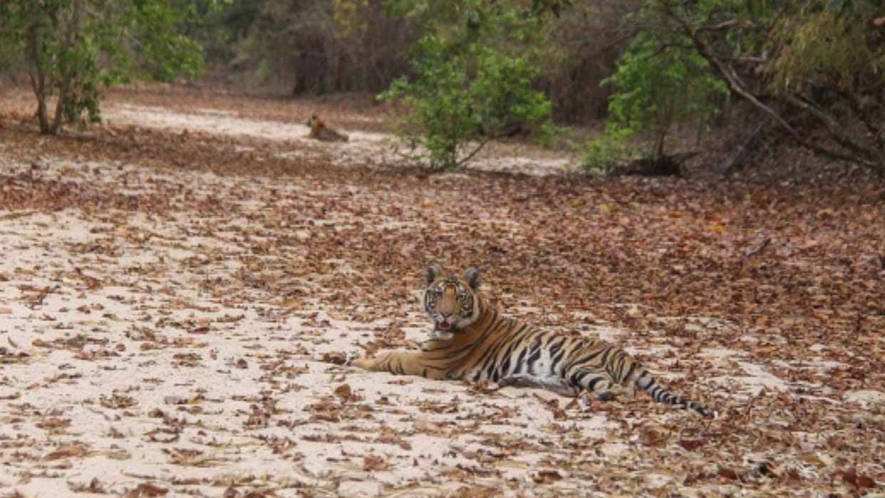 Tigress Chakradhara cubs seen by tourists in Bandhavgarh Tiger Reserve, tourists were thrilled to see