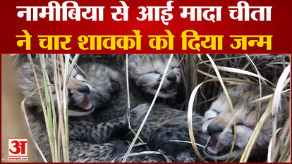 Good news came from Kuno National Park, Siya gave birth to four cubs