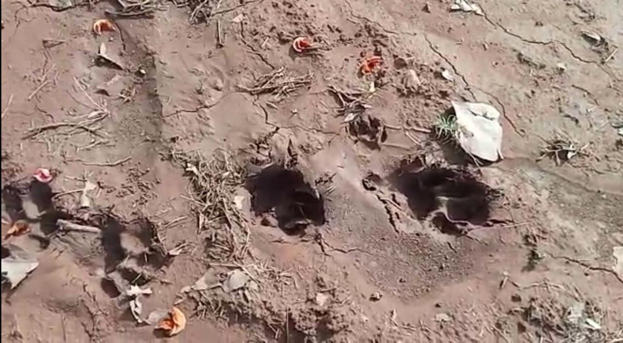 MP News: Tiger attacks cow, villagers in panic, search continues with the help of elephants