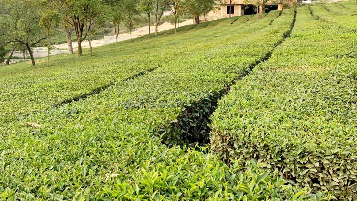 European Union registered Geographical Indication for Kangra tea