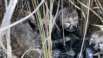 The First Cheetah Cubs Are Born In India After 70 years in Kuno National Park