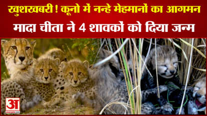 Female cheetah gave birth to four cubs in Kuno national park, family increased to 23