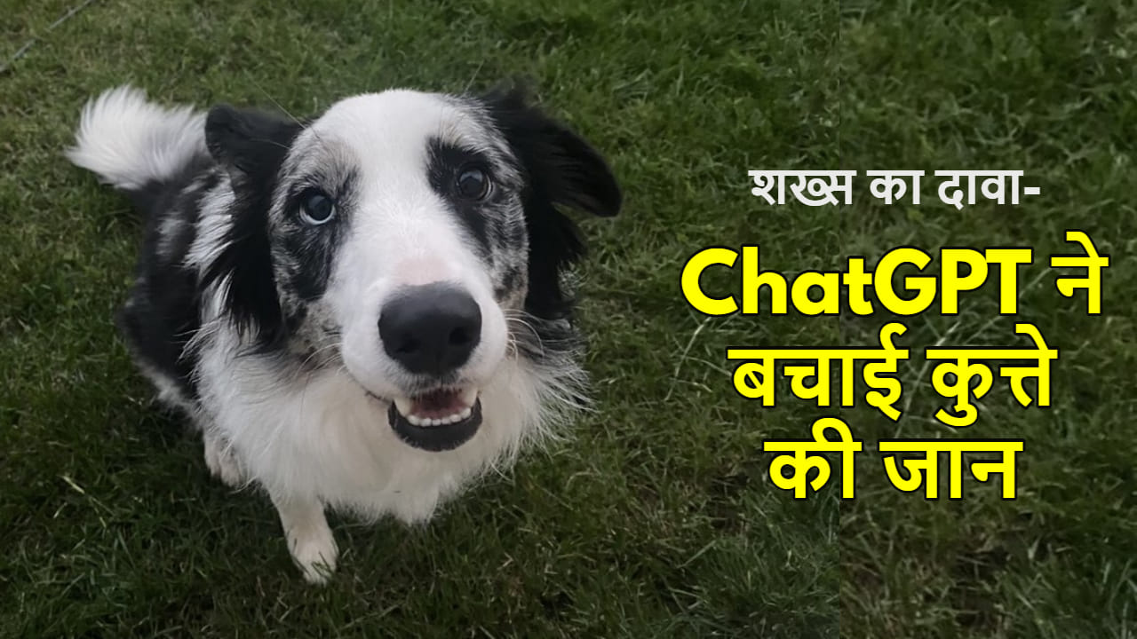 ChatGPT saved the dog life AI chatbot gave the right treatment even vet could not catch the disease
