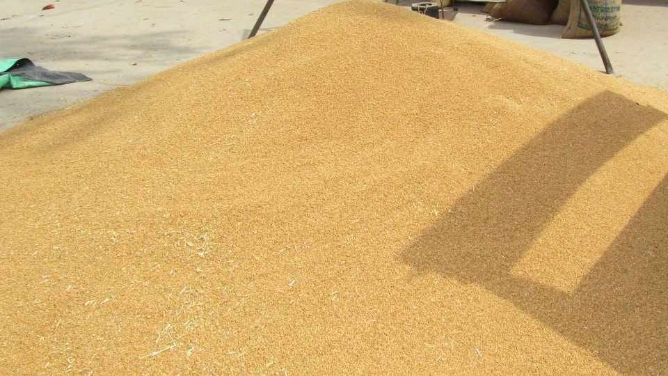 Govt's rice procurement reaches 55.8 million tonnes and wheat 26.2 million tonnes so far
