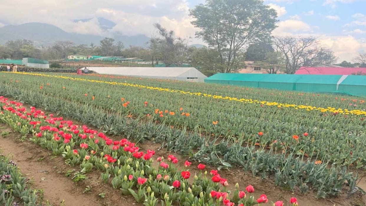 Now you will not be able to see the beauty of Tulip Garden, it will be closed from April 2