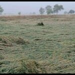 खेत में बिछी गेहूं की फसल।