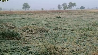 UP News: बेमौसम बारिश से यूपी में सबसे ज्यादा वाराणसी में फसल बर्बाद, 23 हजार से अधिक किसानों का डाटा अपलोड Varanasi has maximum crop loss in UP due to unseasonal rains 23 thousand farmers suffer