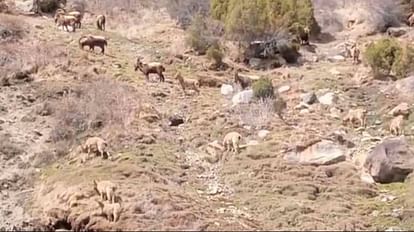 Wildlife Himachal: Ibex roaming fearlessly in residential areas in Lahaul