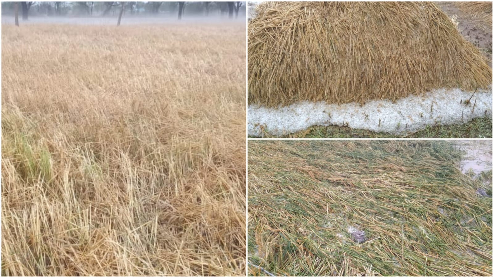80 mm of rain in two hours and 20 minutes of heavy hail damage to crops in Mahendragarh