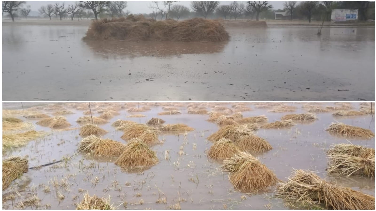 80 mm of rain in two hours and 20 minutes of heavy hail damage to crops in Mahendragarh