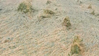 Wheat crop damaged up to 20 per cent due to rain in Haryana
