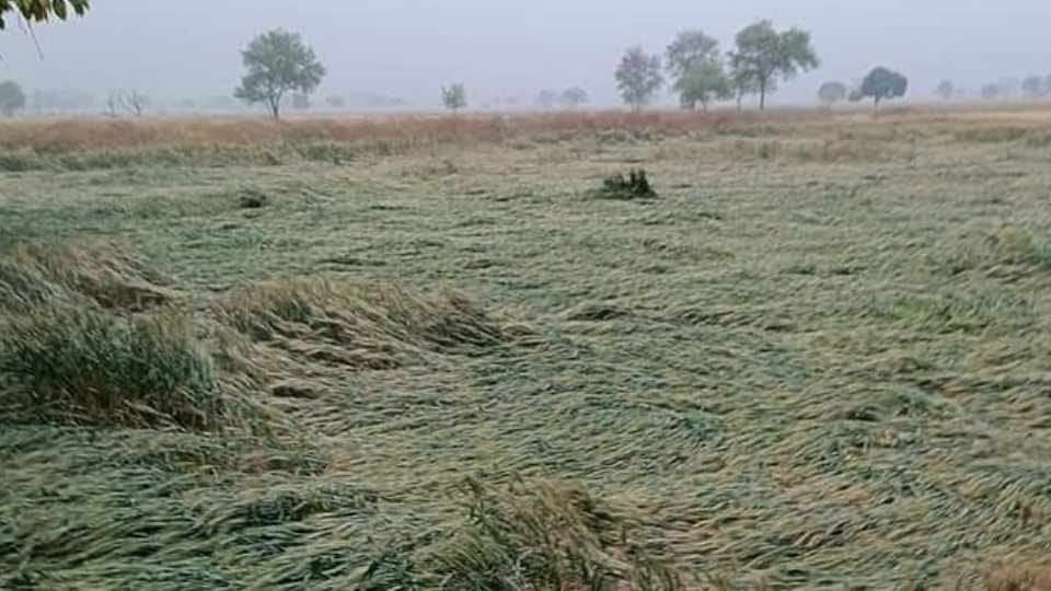 Central government plan to provide relief on damaged wheat due to rain and hailstorm