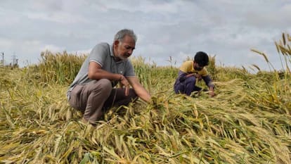 Wheat crop damaged up to 20 per cent due to rain in Haryana