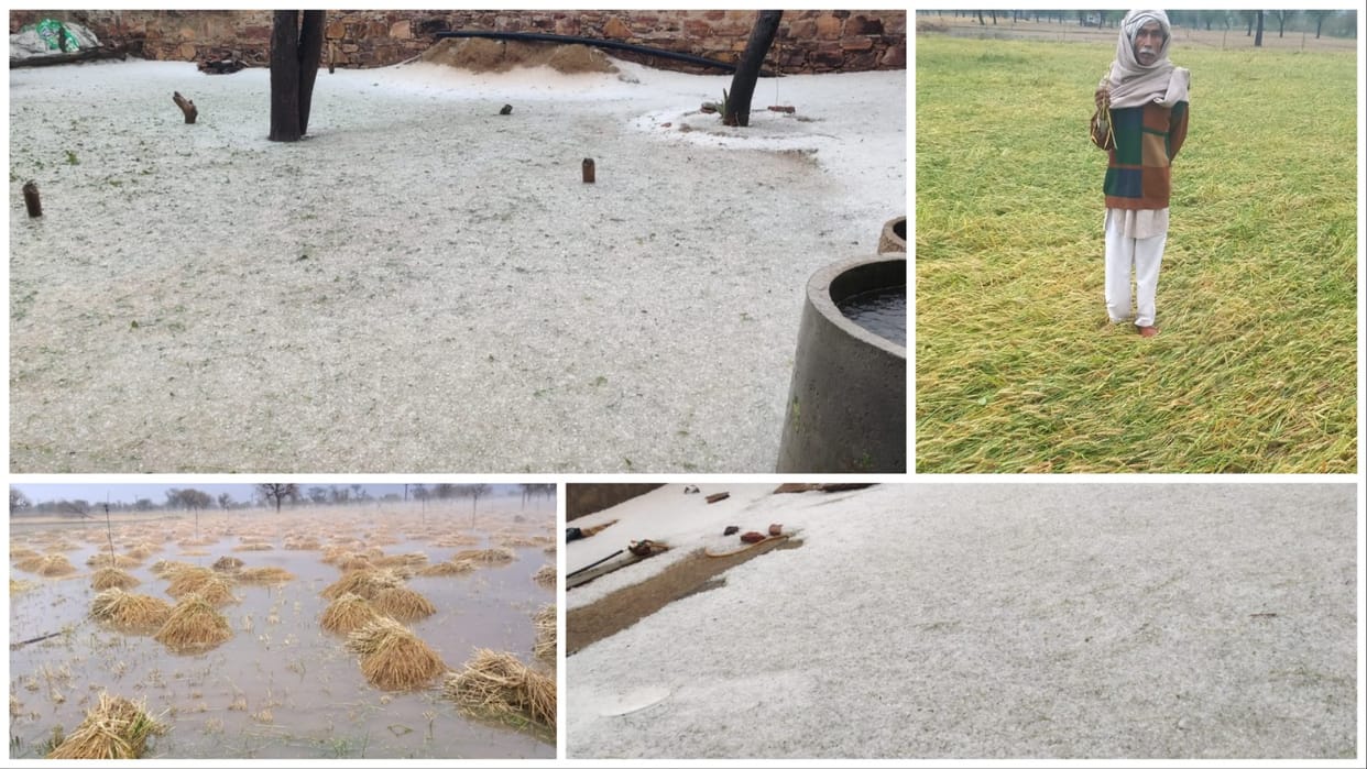 80 mm of rain in two hours and 20 minutes of heavy hail damage to crops in Mahendragarh