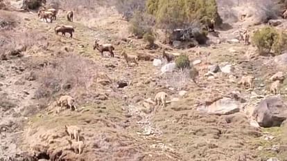Wildlife Himachal: Ibex roaming fearlessly in residential areas in Lahaul