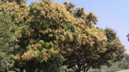 आम के पेड़ पर लगी बौरें