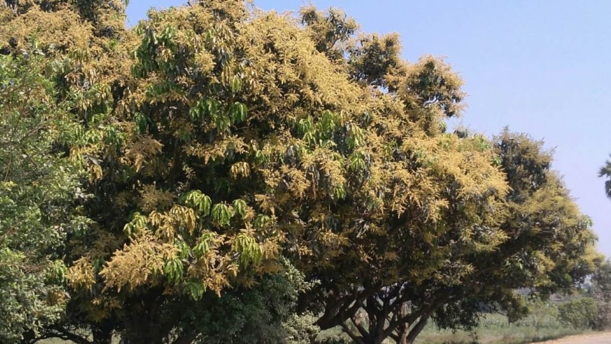 Icar claims unseasonal rain leads 20 percent of mango corps damage in india