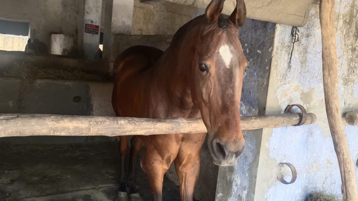 Meerut News: Police taking care of 10 horses in Civil Line after retirement