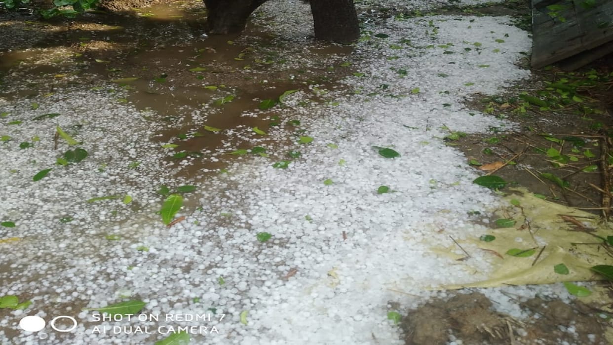 Heavy damage to crops due to hailstorm and rain for the third time, survey will be done again