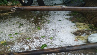 Heavy damage to crops due to hailstorm and rain for the third time, survey will be done again