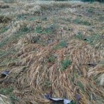 बारिश से फसल बर्बाद (फाइल फोटो)