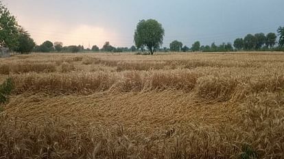 Hathras News: बारिश से गेहूं की फसल को नुकसान, आलू पर पहले ही पड़ चुकी है प्रकृति की मार Damage to wheat crop due to rain