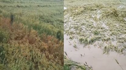 Standing crops of the farmers have been destroyed due to heavy rains and hailstorms in Khatima Uttarakhand